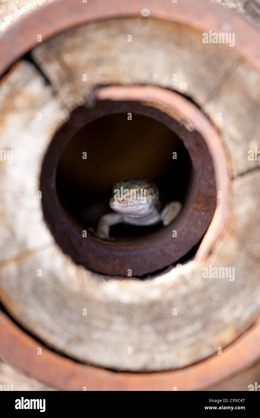 Lizard hiding in old farmyard cartwheel at wine estate of La Fornace in Val D'Orcia, Tuscany, Italy Stock Photo