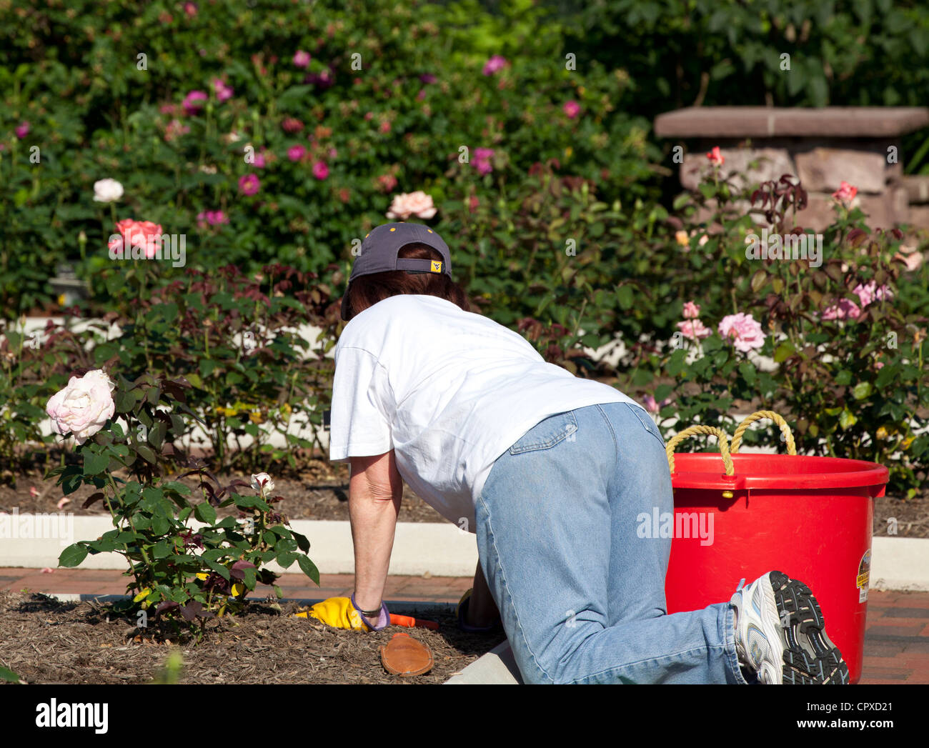 A female woman gardener weeding a rose flower bed Stock Photo Alamy