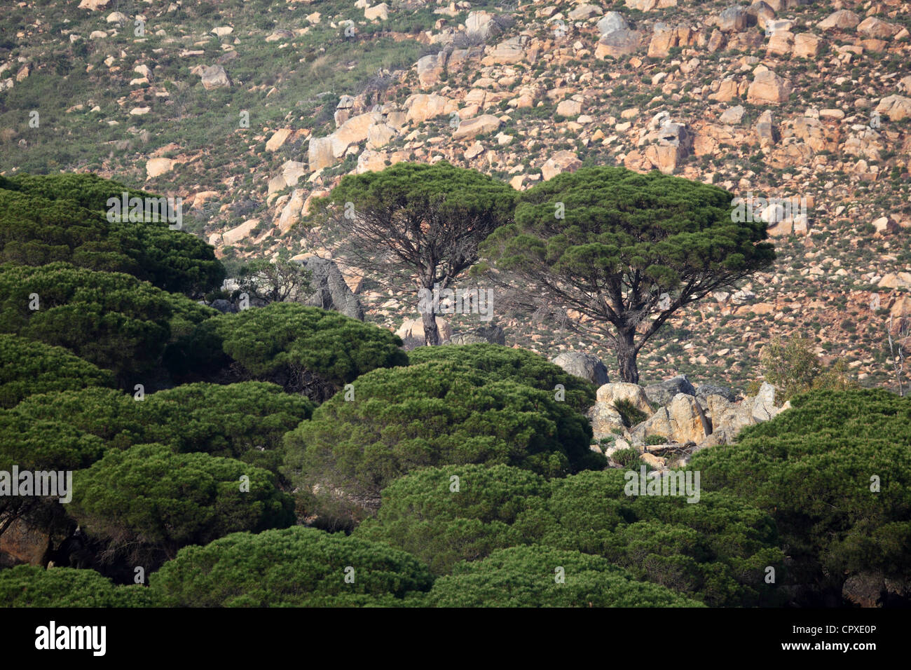 Pine trees in Cadiz province, Spain Stock Photo
