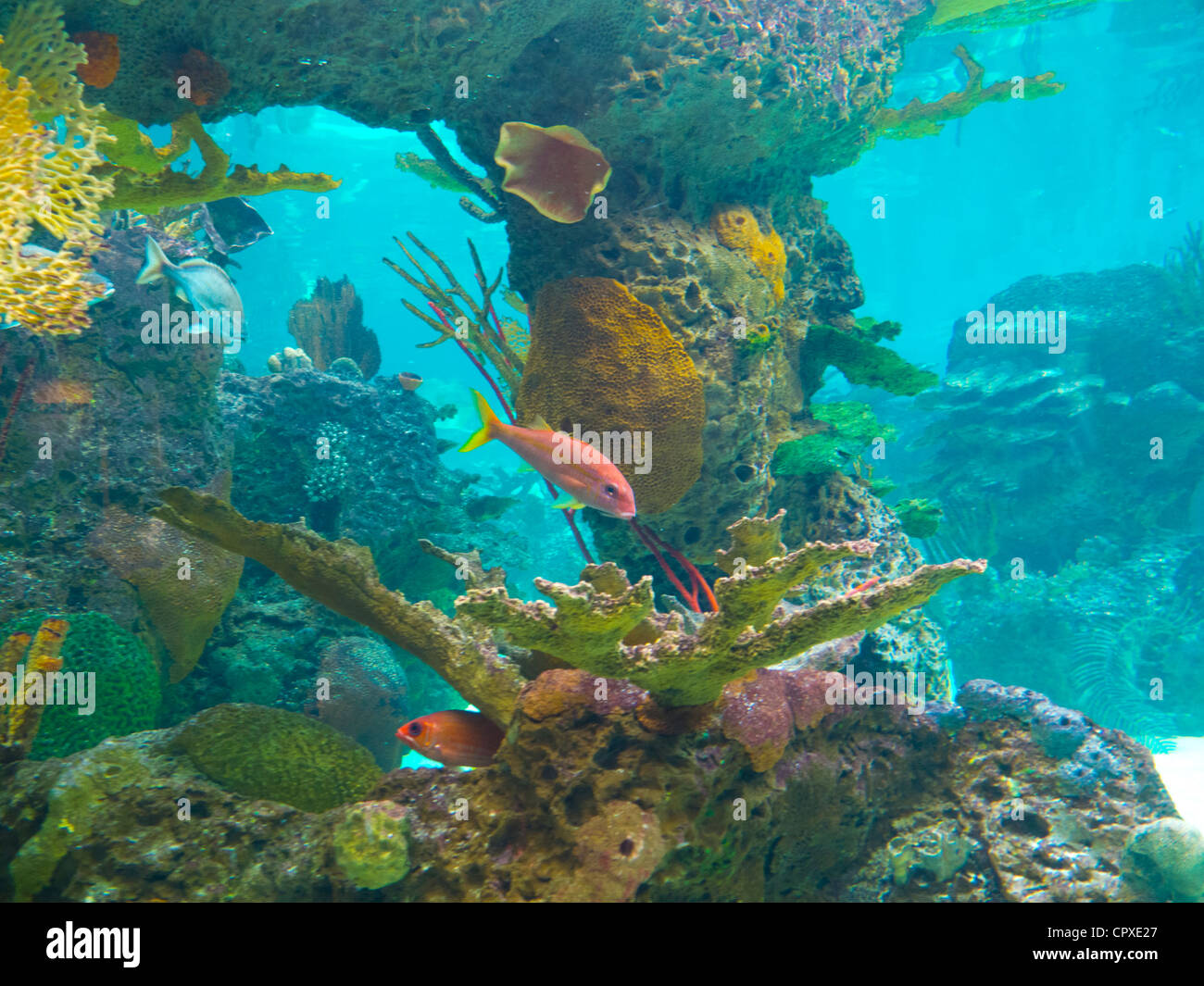 New York Aquarium in Brooklyn New York Stock Photo Alamy