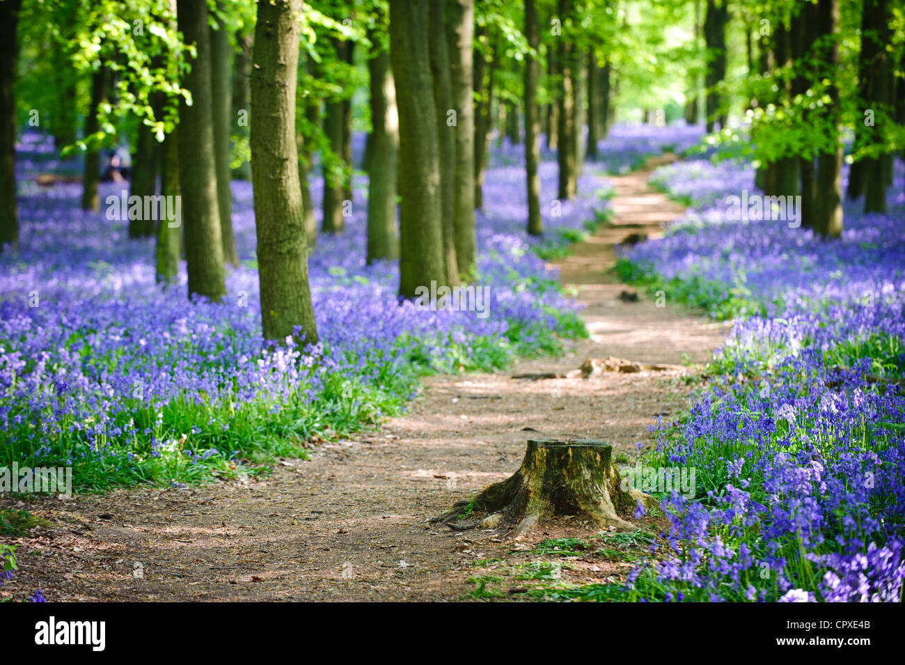 Bluebells in full bloom covering the floor in a carpet of blue in a beautiful beach tree woodland in Hertfordshire, England, UK Stock Photo