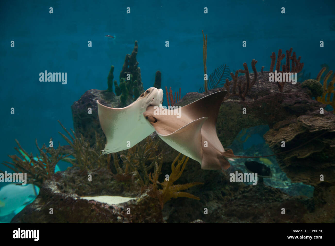 New York Aquarium in Brooklyn New York Stock Photo Alamy