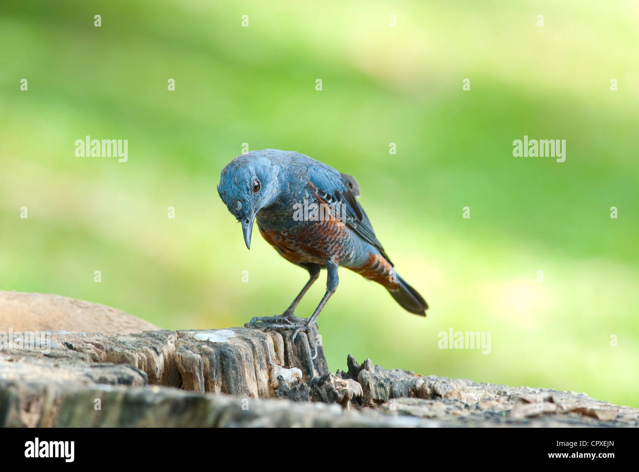 Blue rock thrush hi-res stock photography and images - Alamy