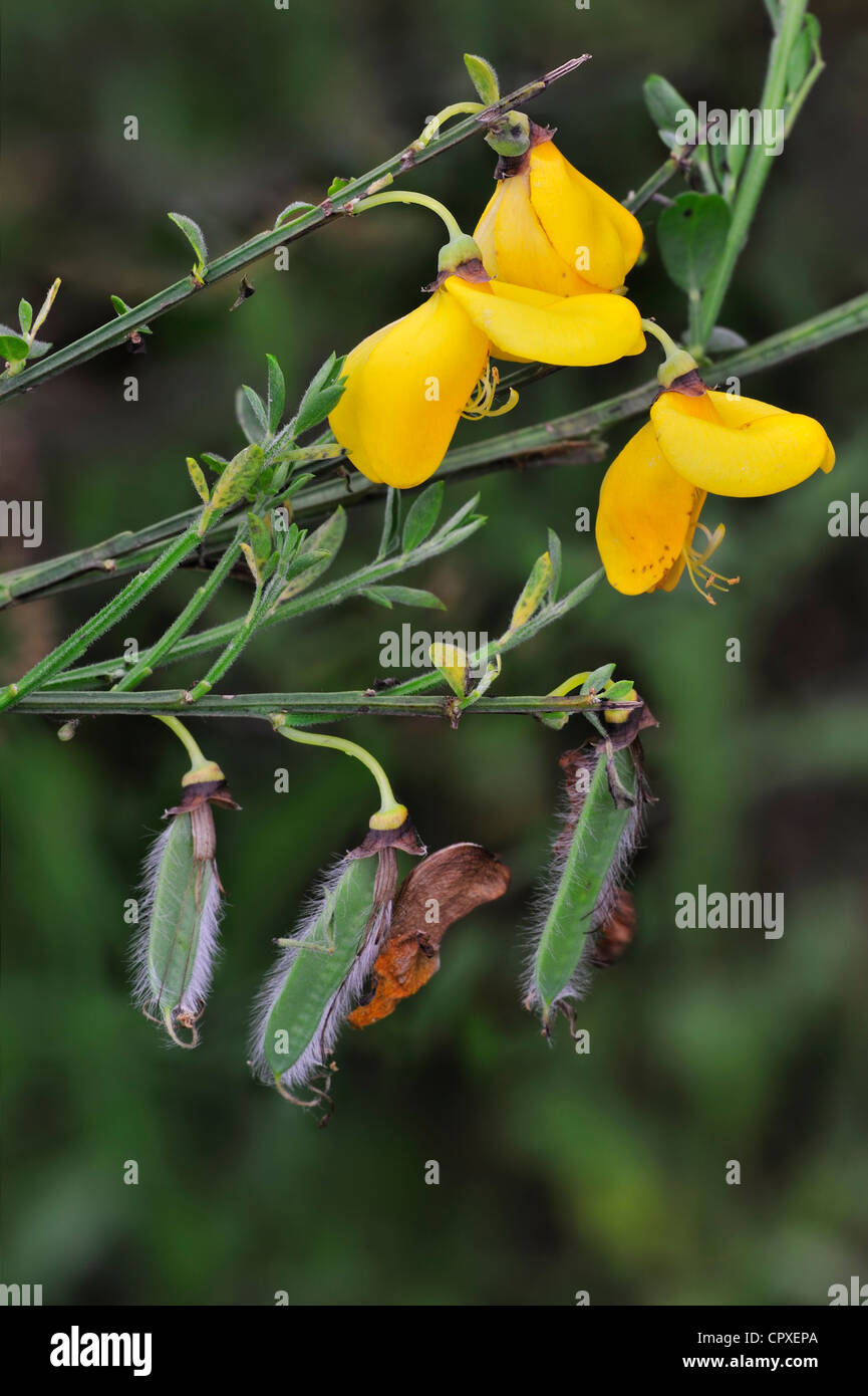 Common Broom flowers and seed pods (Cytisus scoparius / Sarothamnus scoparius) Stock Photo