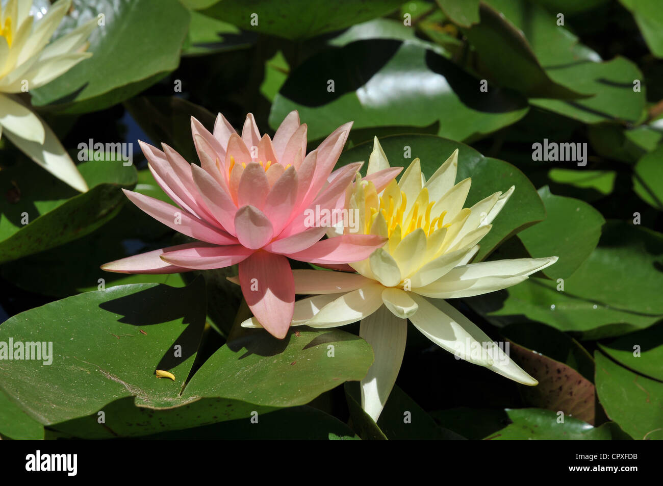 Nymphaea /nimfiea is a genus of aquatic plants in the family Nymphaeaceae. Stock Photo