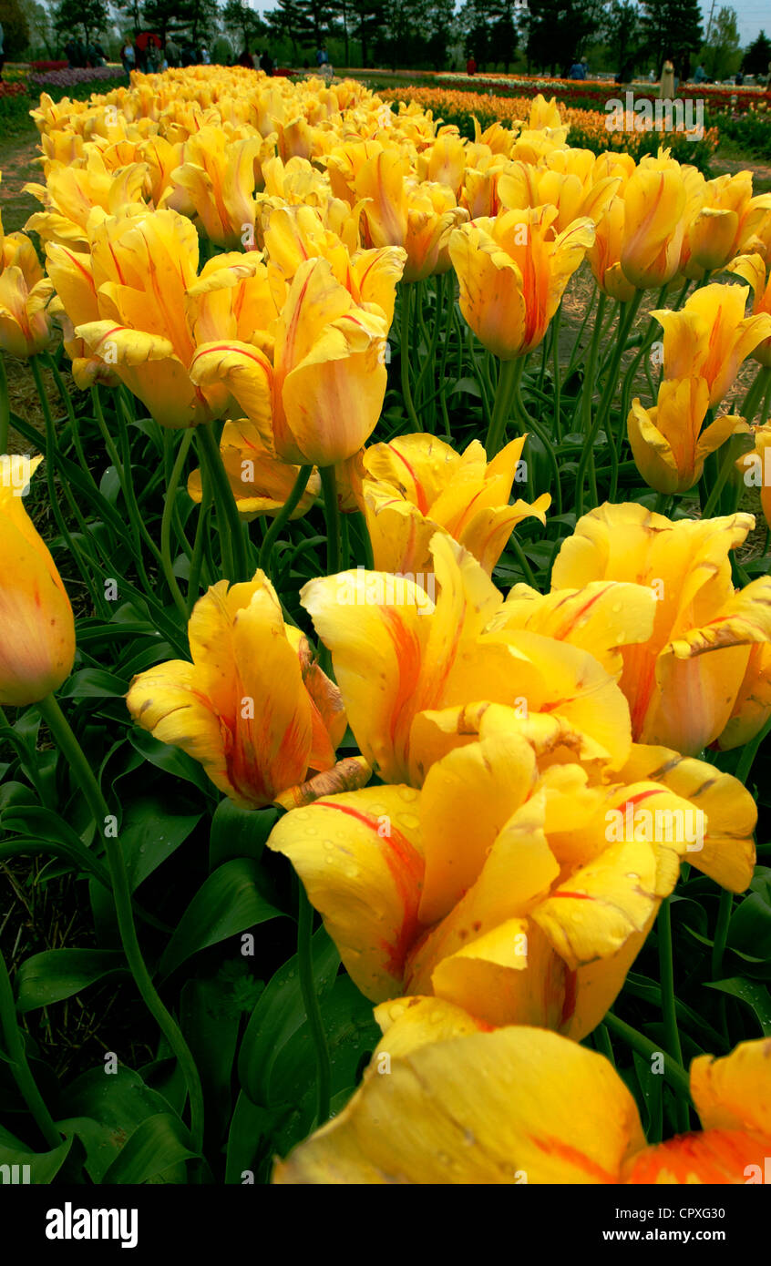 Yellow tulips in bloom at Tulip Time festival in Holland, Michigan