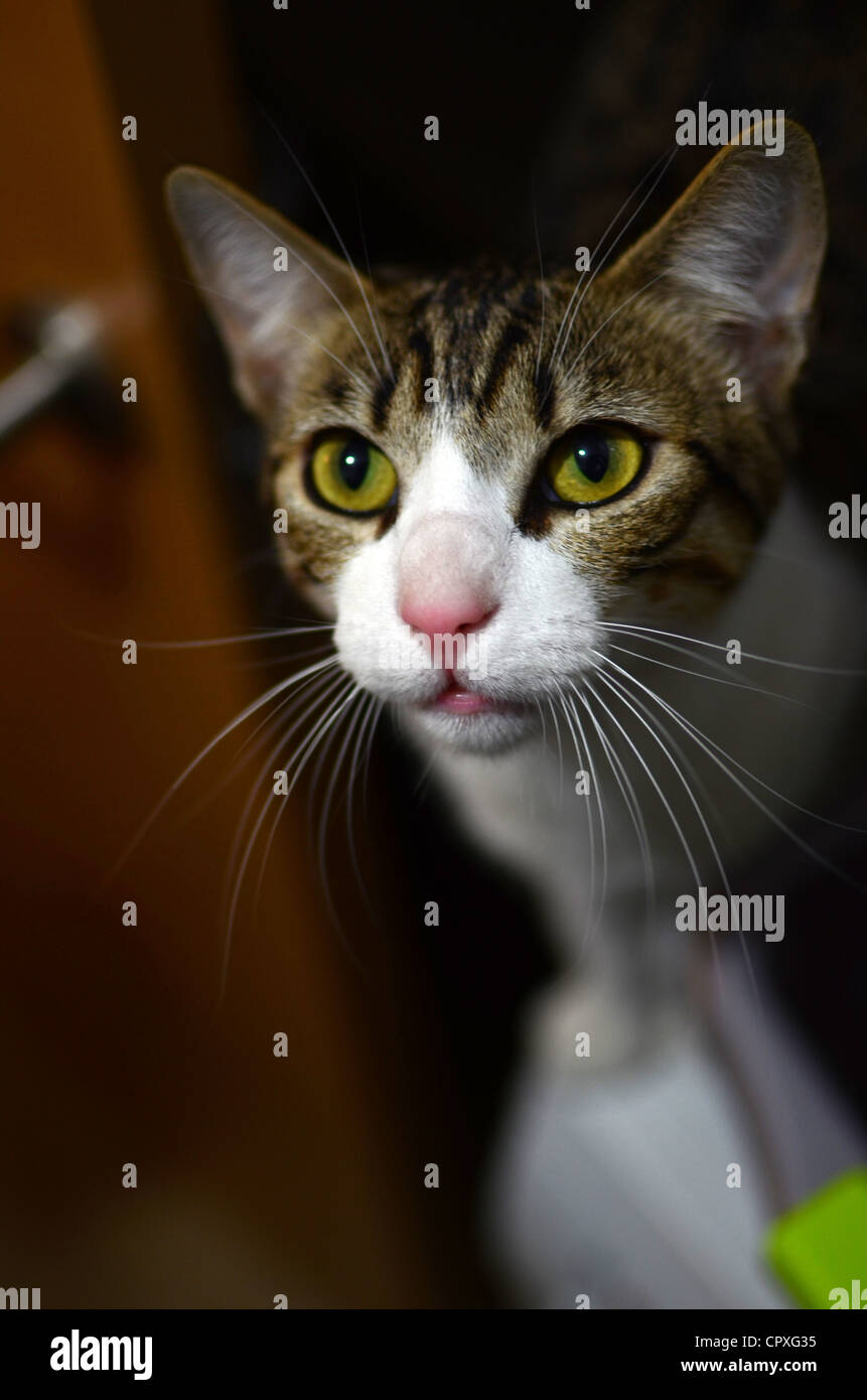 Curious cute kitten with eyes wide open Stock Photo - Alamy