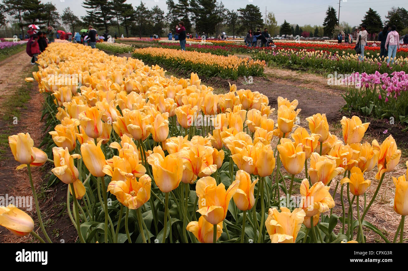 Tourists viewing yellow tulips in bloom at Tulip Time festival in