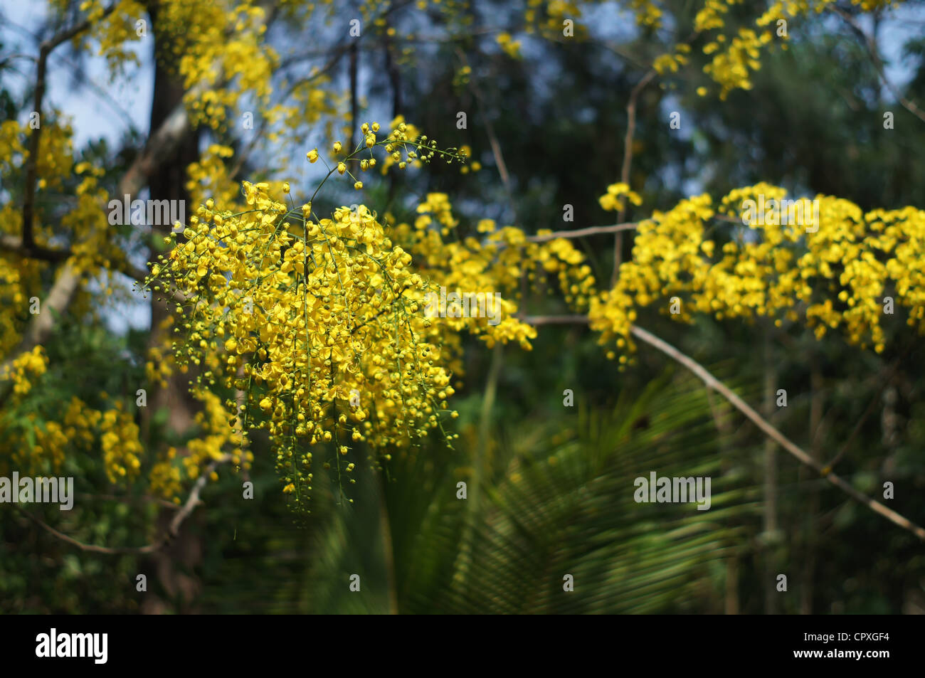 Indian Cassia fistula flowers Stock Photo