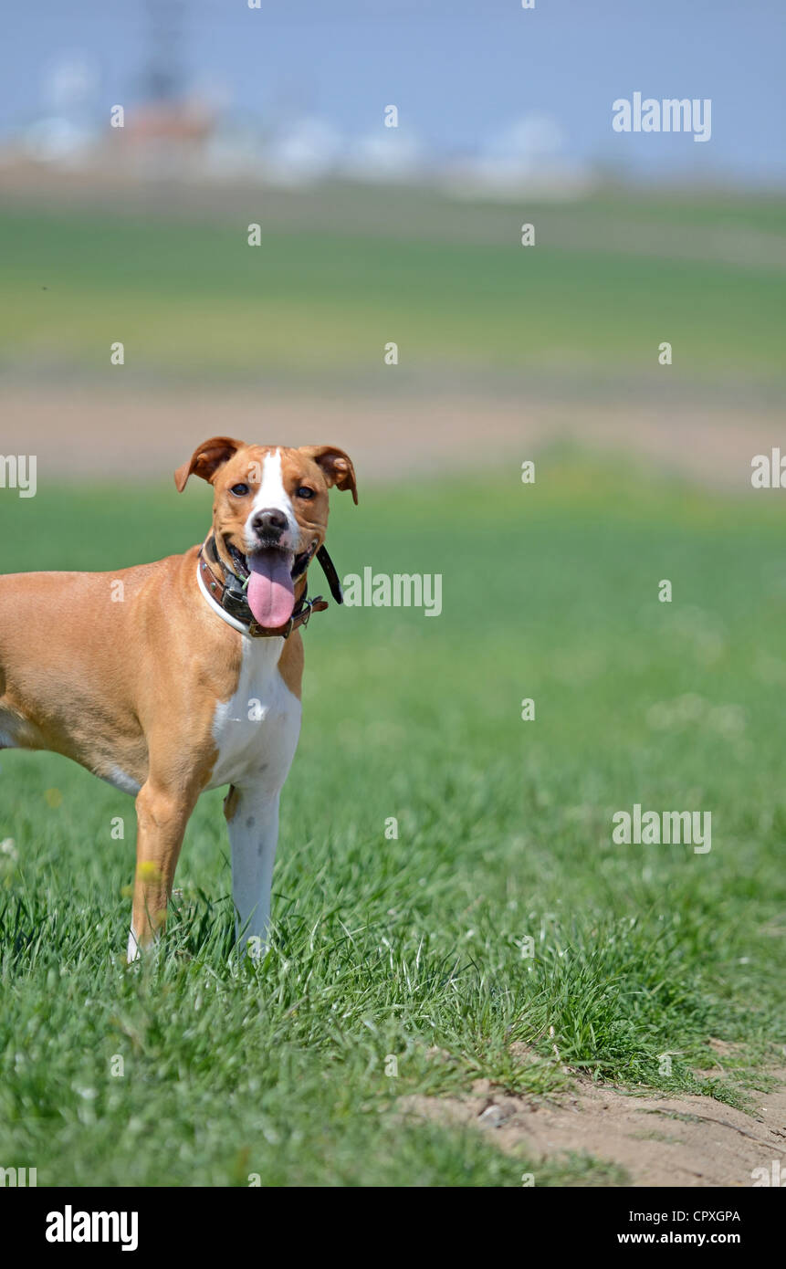 Mixed breed brown dog enjoys a walk in the field Stock Photo Alamy