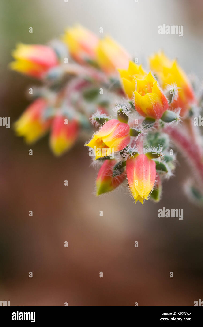 Echeveria setosa flower. Mexican firecracker plant growing in a protected environment. Stock Photo