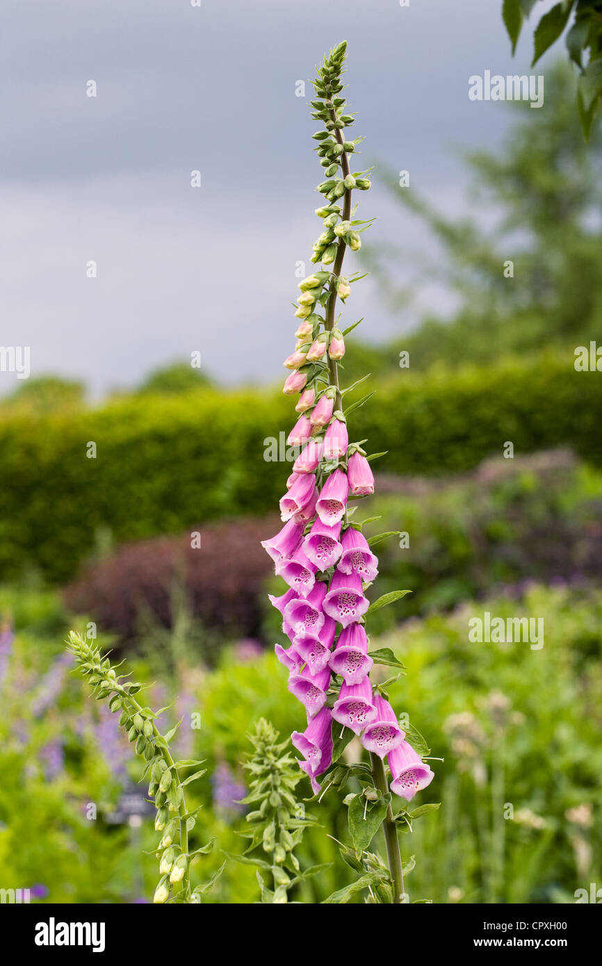 Digitalis purpurea. Common foxglove spike against a stormy sky. Stock Photo