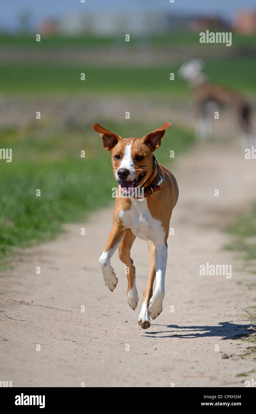 Mixed breed brown dog enjoys a walk in the field Stock Photo Alamy