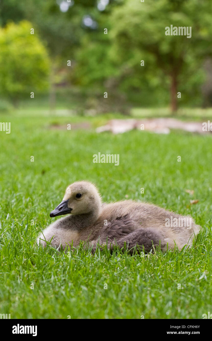 Branta canadensis. Canada Goose gosling sitting in the grass. Stock Photo