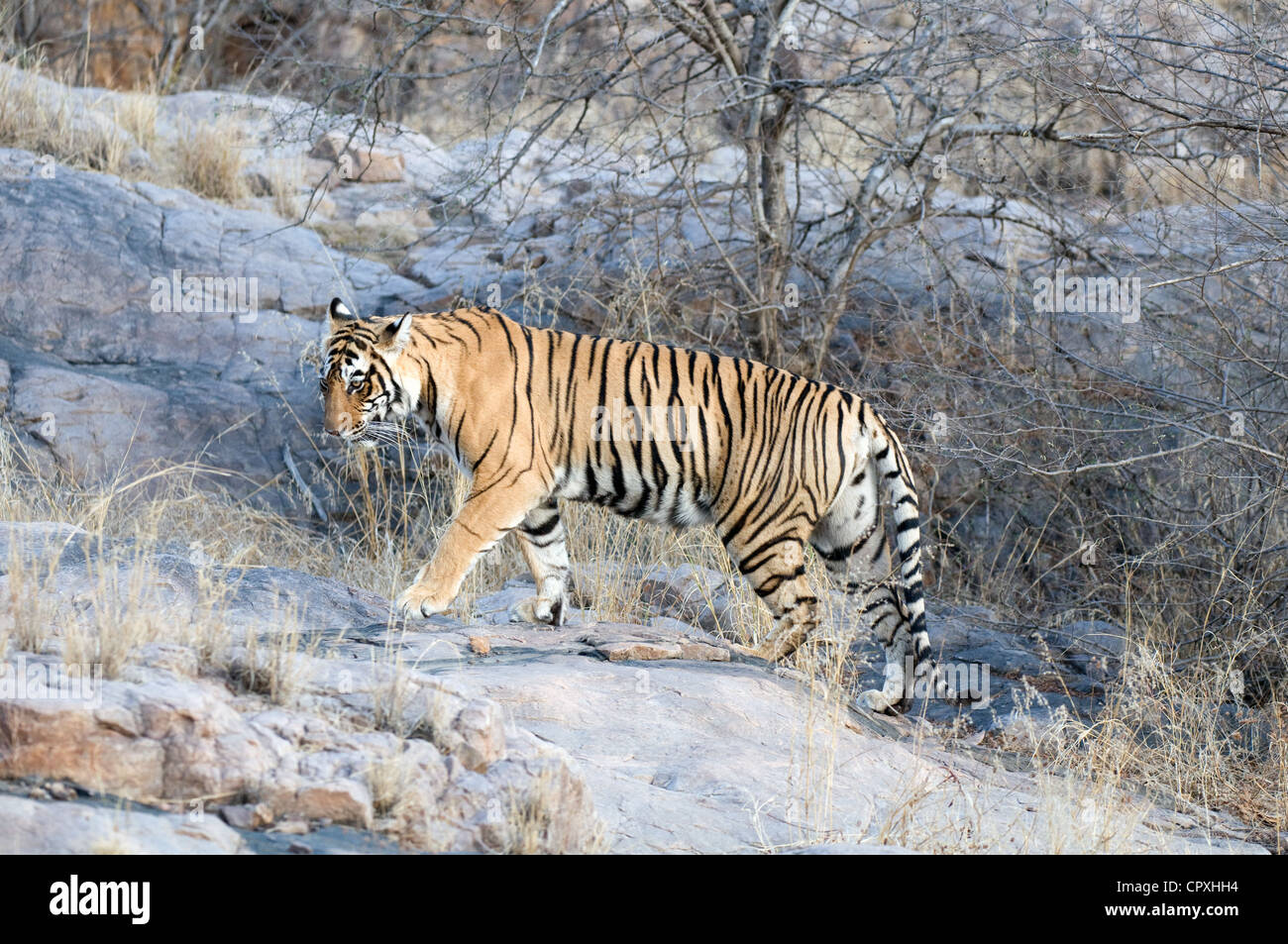 Female tiger walking over rocks Stock Photo - Alamy