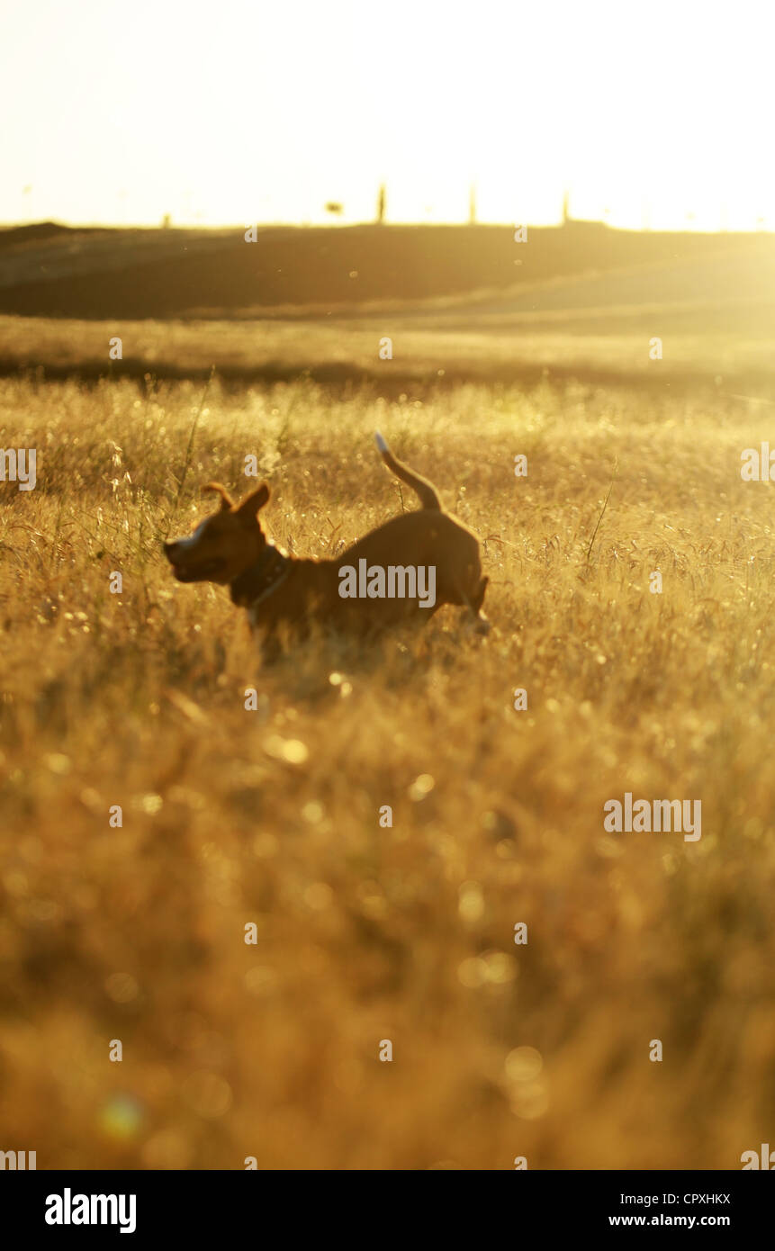 Dog enjoys time in a field, at sunset Stock Photo - Alamy