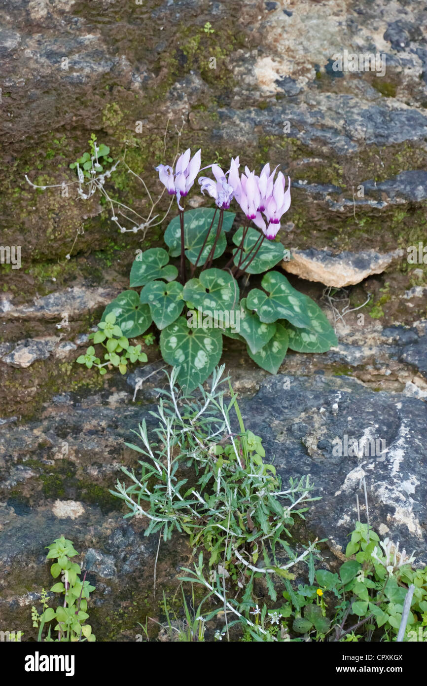 Cyprus wild flowers, Cyprus Cyclamen Stock Photo Alamy