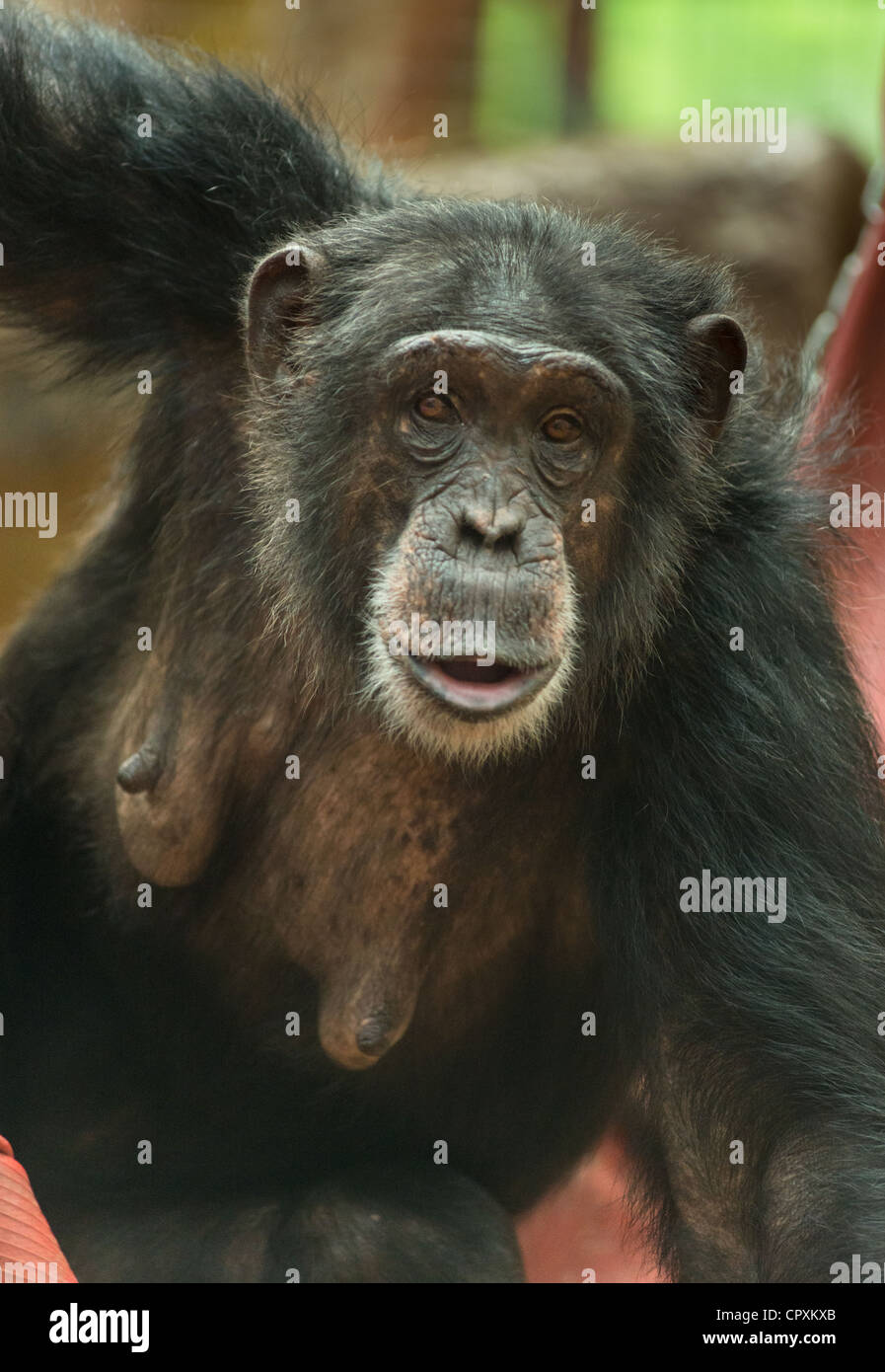Elderly Female Chimpanzee Stock Photo