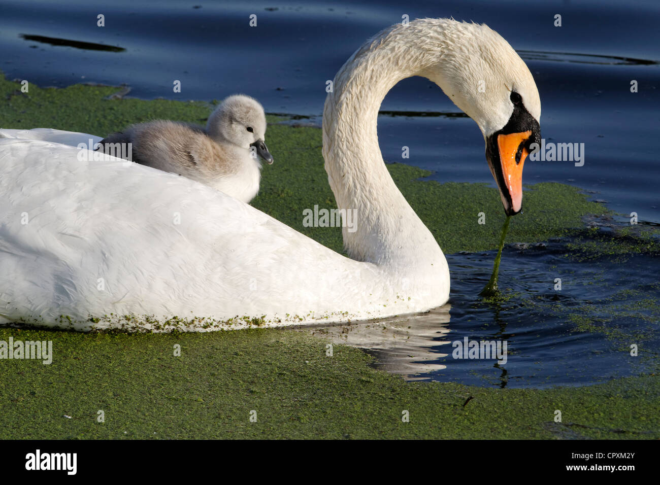 Mute swan, Cygnus olor, Female with young on back, London, May 2012 Stock Photo