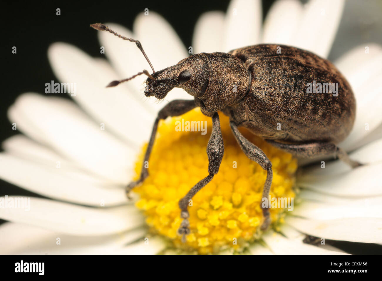 Long Snout Beetle Stock Photo