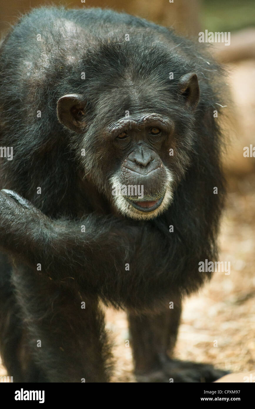 Old Timer - Elderly Chimpanzee Stock Photo