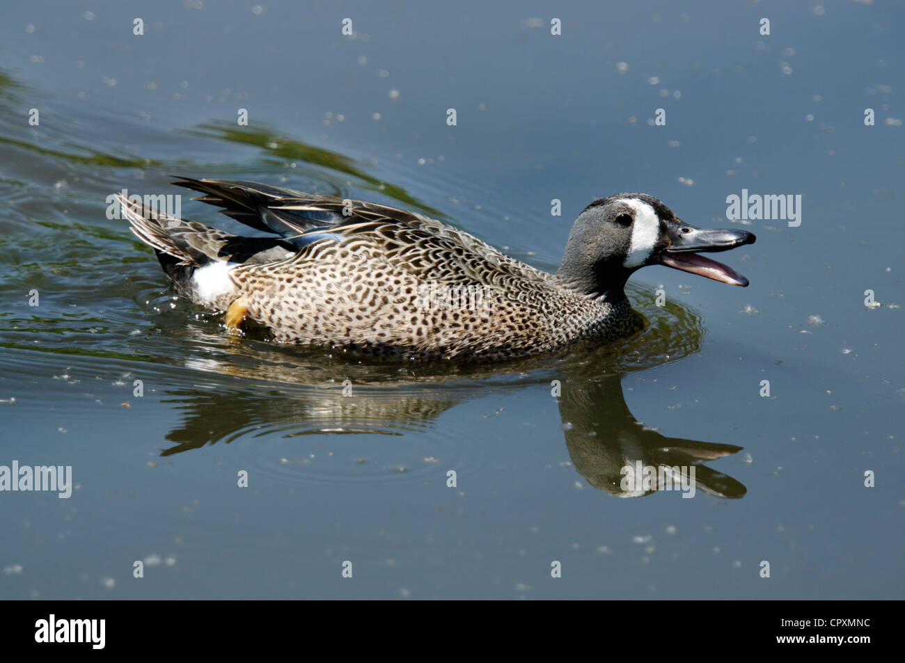 A Blue Winged Teal at Martin Mere bird reserve Stock Photo