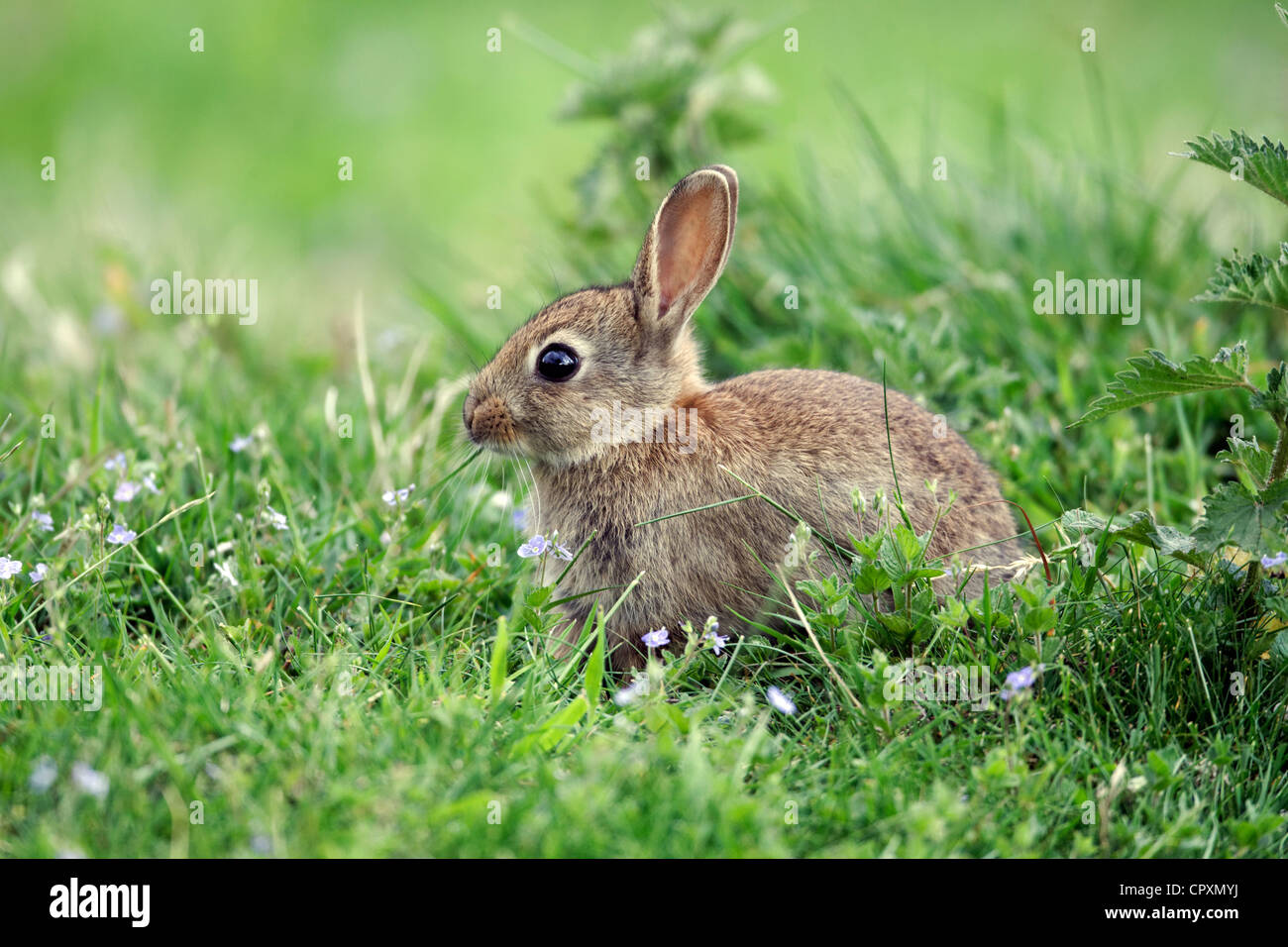 Rabbit, Oryctolagus cuniculus, single young mammal in grass, Warwickshire, May 2012 Stock Photo