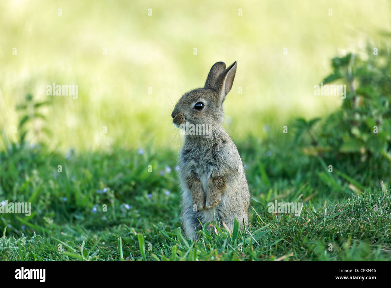 Rabbit, Oryctolagus cuniculus, single young mammal in grass, Warwickshire, May 2012 Stock Photo