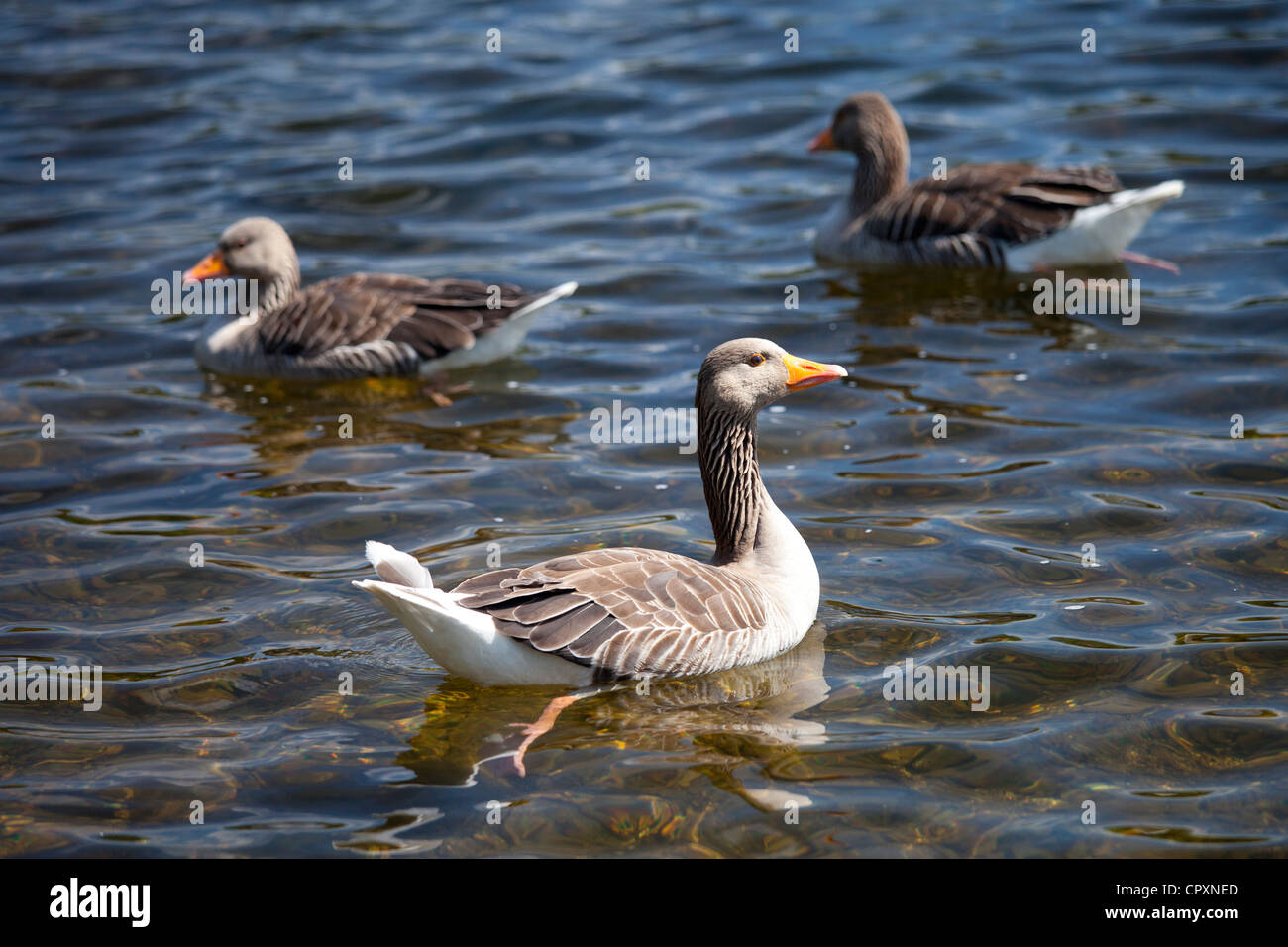 Greylag geese, Anser anser, on Tarn Hows lake in the Lake District National Park, Cumbria, UK Stock Photo