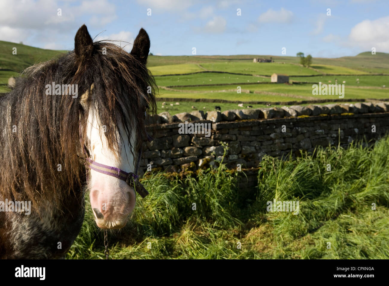 Yorkshire dales Horses and equipment belonging to travellers attending