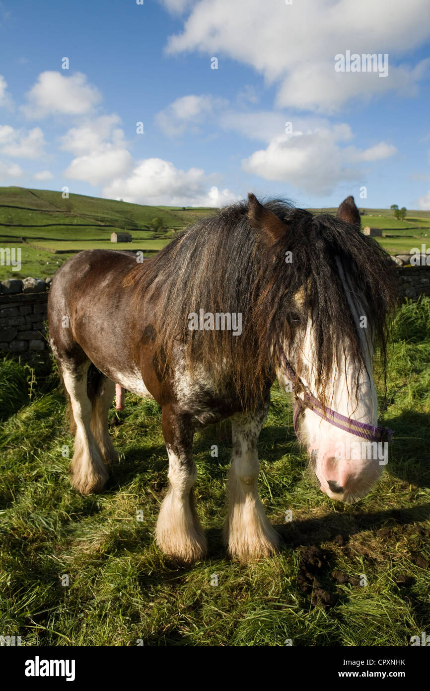 Horses, Wagons and equipment belonging to travellers attending the