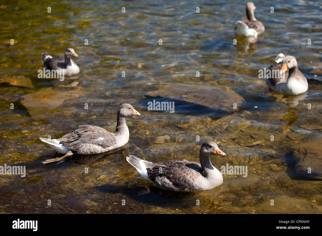 Greylag geese, Anser anser, on Tarn Hows lake in Lake District National Park, Cumbria, UK Stock Photo