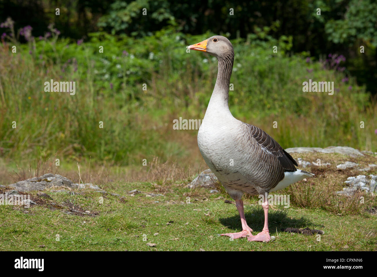 Greylag goose, Anser anser, by Tarn Hows in the Lake District National Park, Cumbria, UK Stock Photo