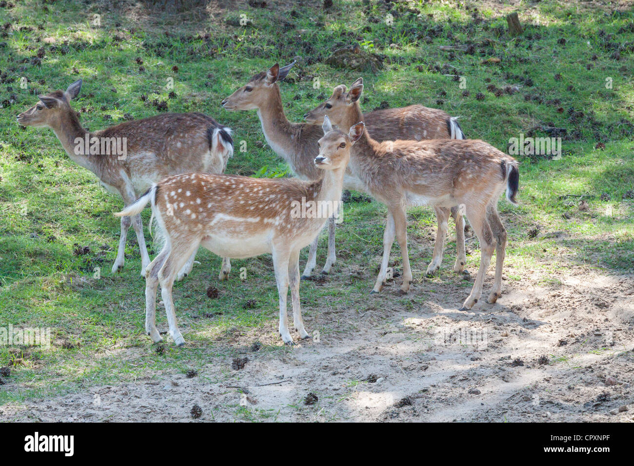 Flock of deer Stock Photo Alamy
