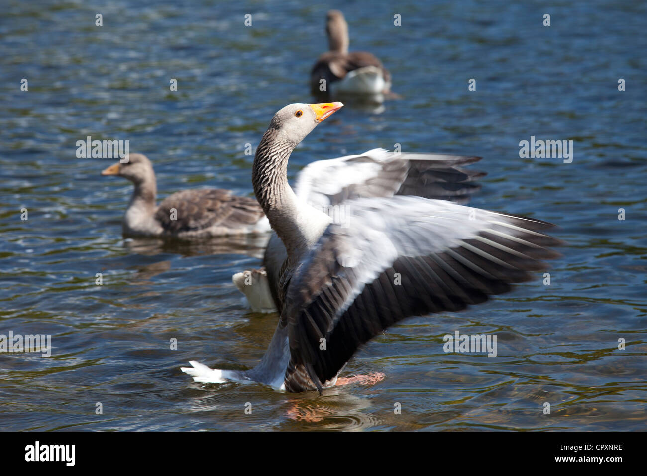 Graylag goose, Anser anser, flapping wings on Tarn Hows lake in the Lake District National Park, Cumbria, UK Stock Photo