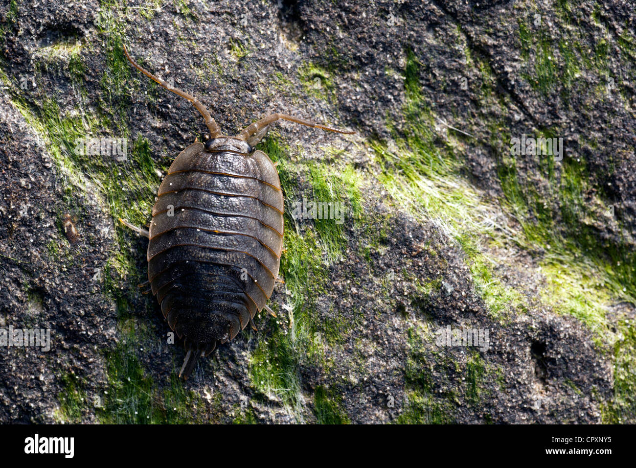 Isopod Species - Second Beach - La Push, Washington, USA Stock Photo