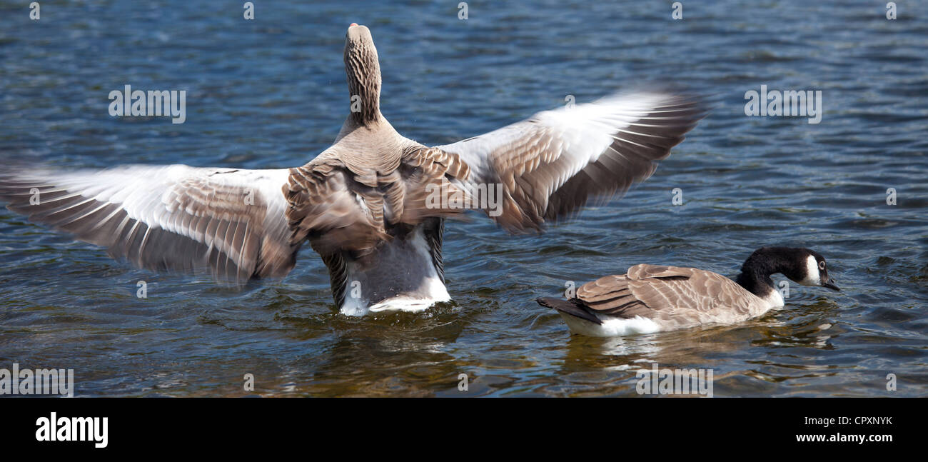Graylag goose, Anser anser, wings flapping and Canada Goose, Branta canadensis, Tarn Hows lake, Lake District National Park, UK Stock Photo