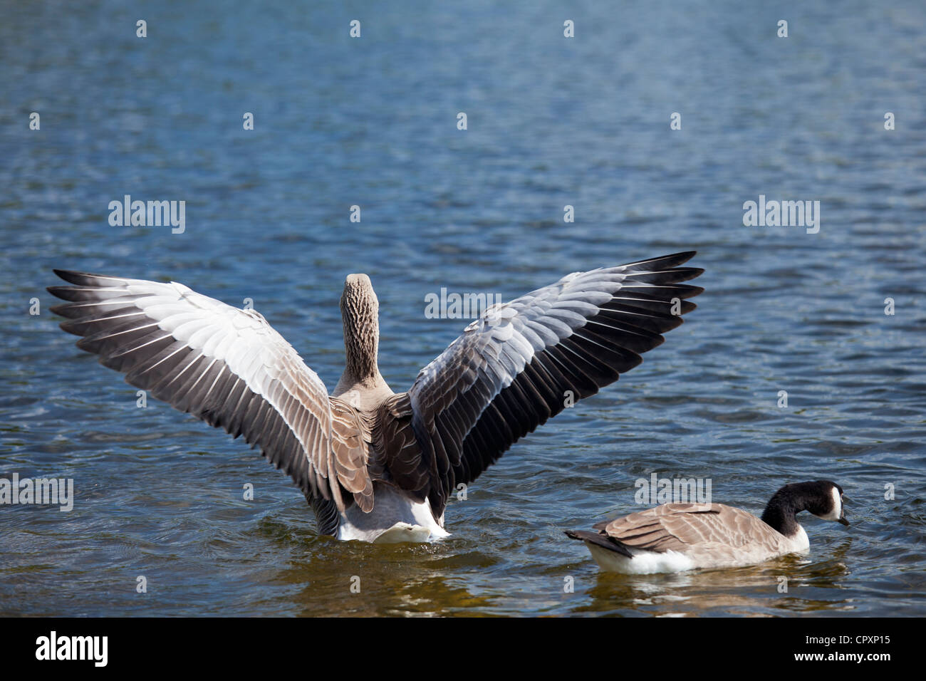 Graylag goose, Anser anser, wings flapping and Canada Goose, Branta canadensis, Tarn Hows lake, Lake District National Park, UK Stock Photo