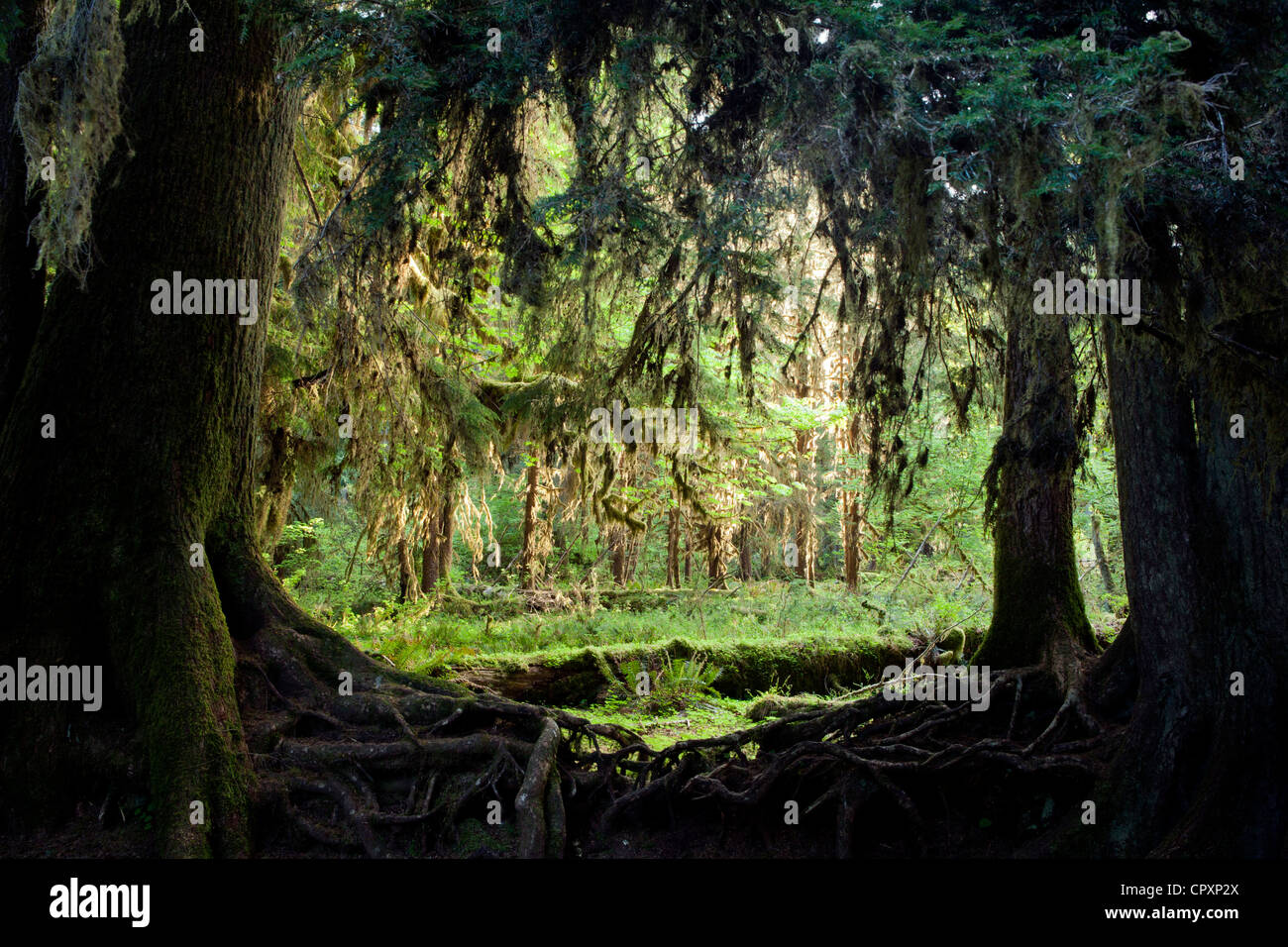 Hoh Rainforest - Olympic National Park, near Forks, Washington, USA Stock Photo