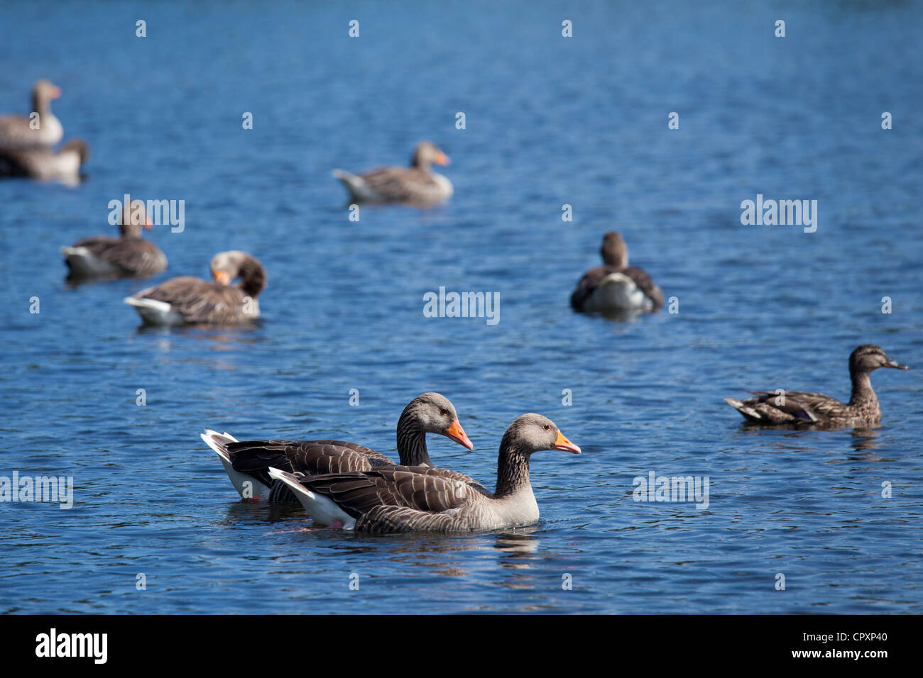 Greylag geese, Anser anser, and mallard duck on Tarn Hows lake in Lake District National Park, Cumbria, UK Stock Photo