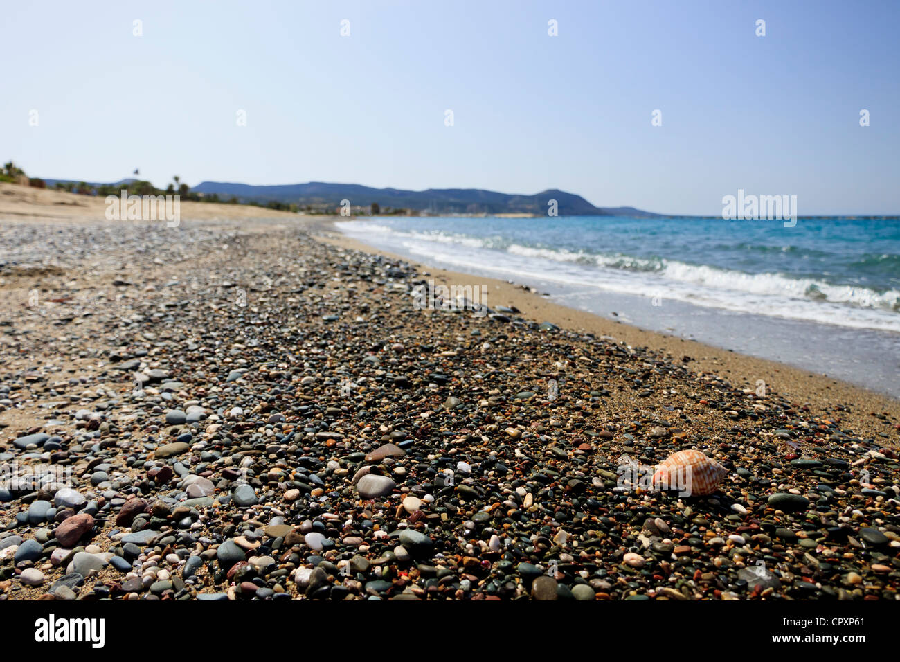 Cowrie shell on the beach Stock Photo Alamy