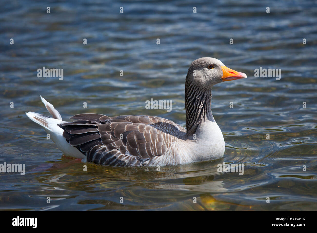 Graylag goose, Anser anser, on Tarn Hows lake, in the Lake District National Park, Cumbria, UK Stock Photo