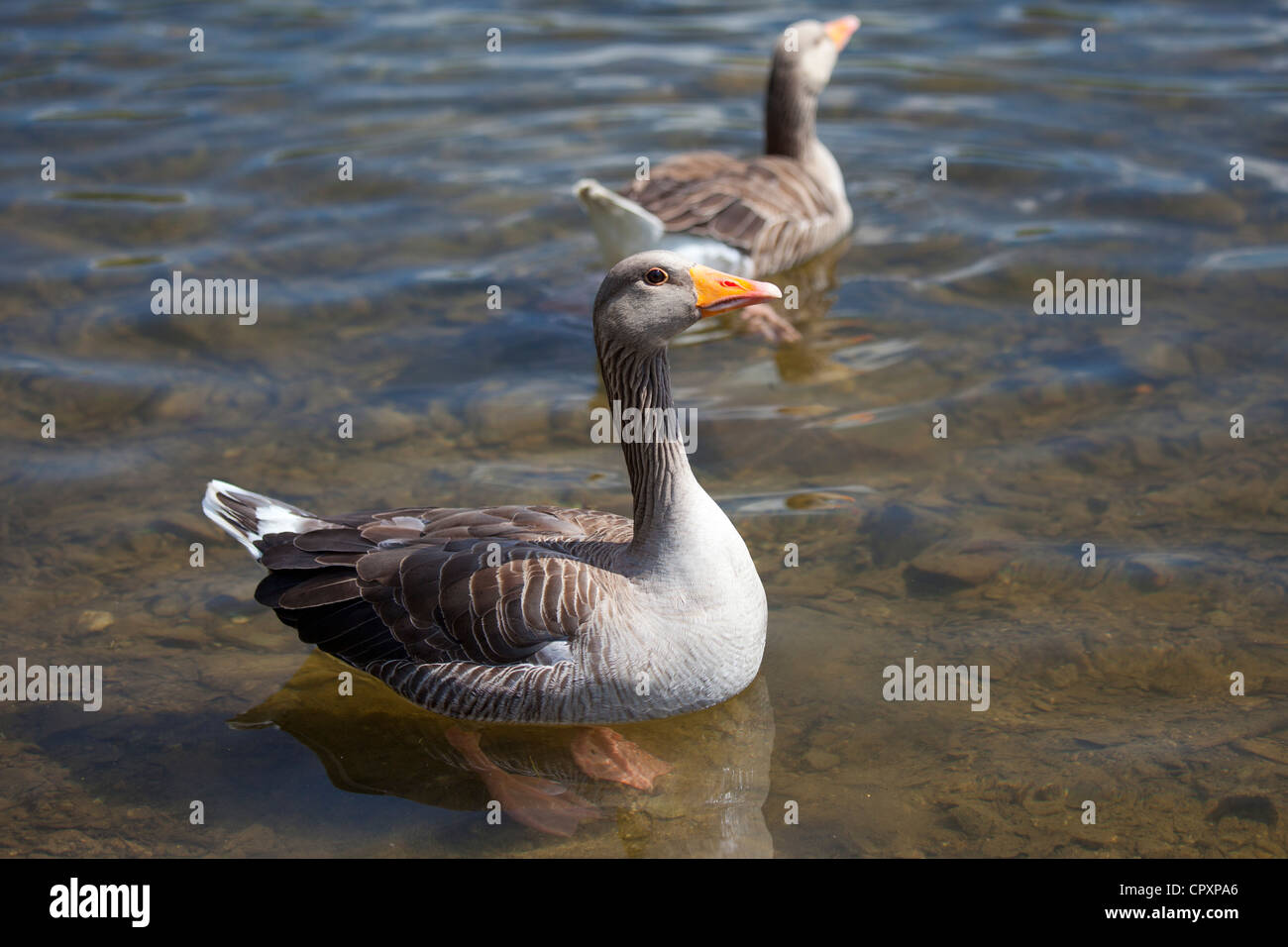 Graylag geese, Anser anser, on Tarn Hows lake, in the Lake District National Park, Cumbria, UK Stock Photo