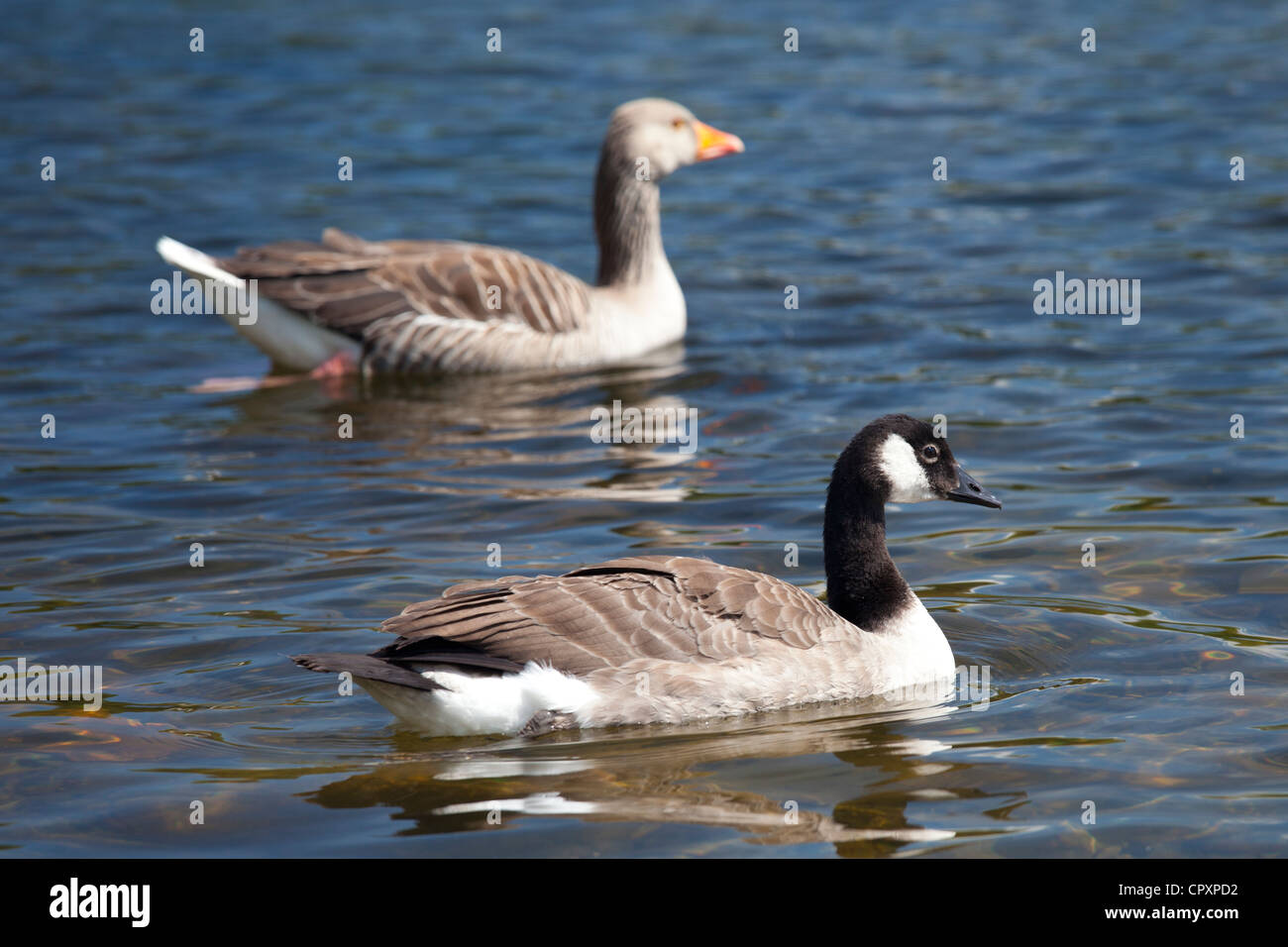 Graylag goose, Anser anser, and Canada Goose, Branta canadensis, on Tarn Hows lake, the Lake District National Park, Cumbria, UK Stock Photo