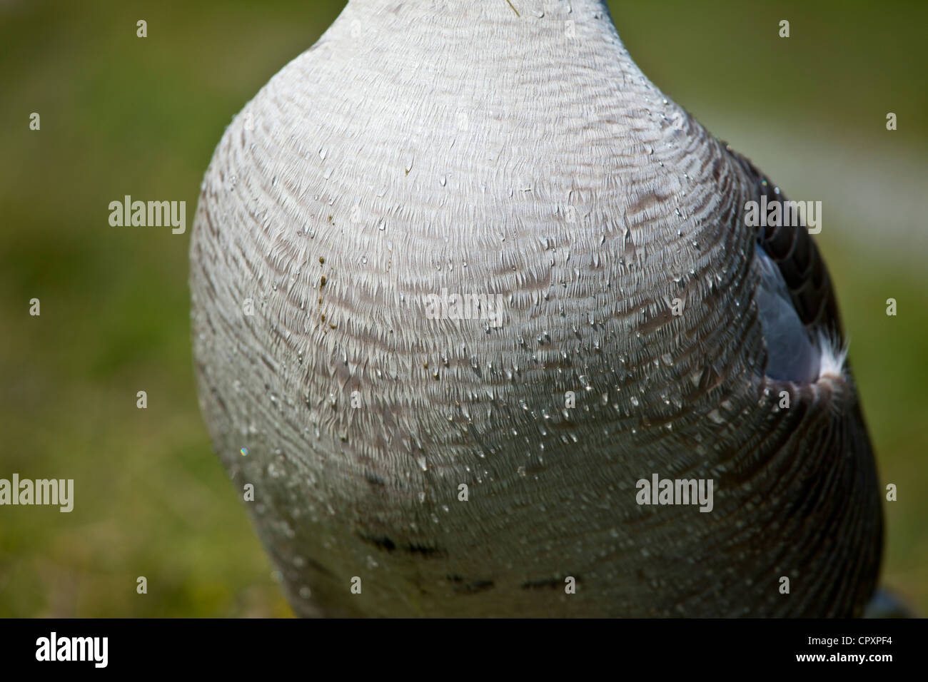 Chest of Greylag goose, Anser anser, by Tarn Hows in the Lake District National Park, Cumbria, UK Stock Photo