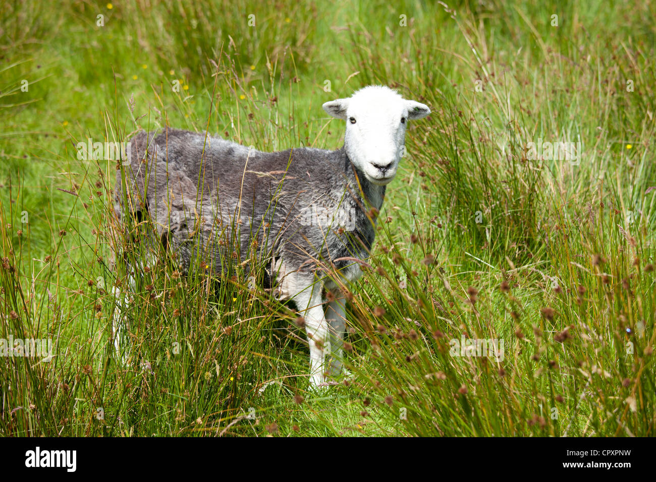 Traditional Herdwick sheep at Langdale in the Lake District National Park, Cumbria, UK Stock Photo
