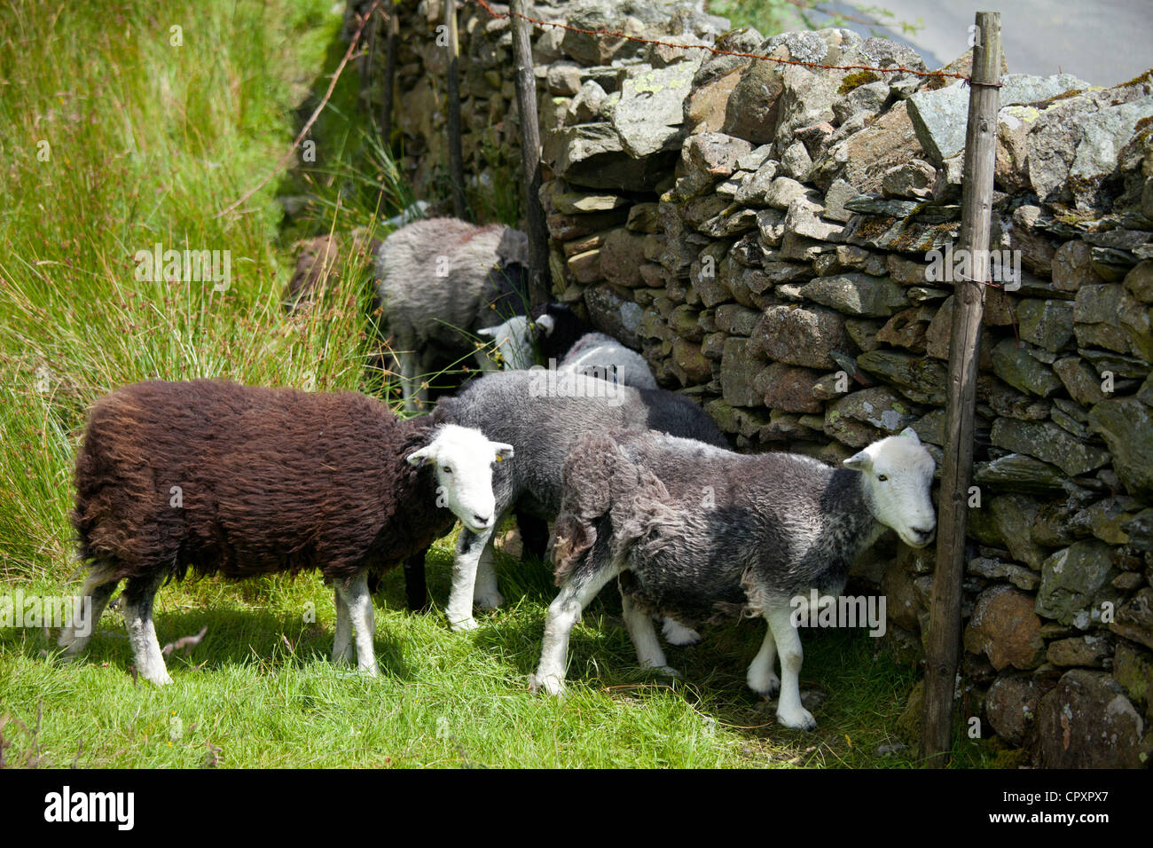Traditional Herdwick sheep sheltering by drystone wall at Langdale in the Lake District National Park, Cumbria, UK Stock Photo