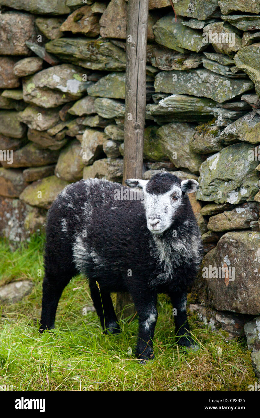 Traditional Herdwick sheep by drystone wall at Langdale in the Lake District National Park, Cumbria, UK Stock Photo