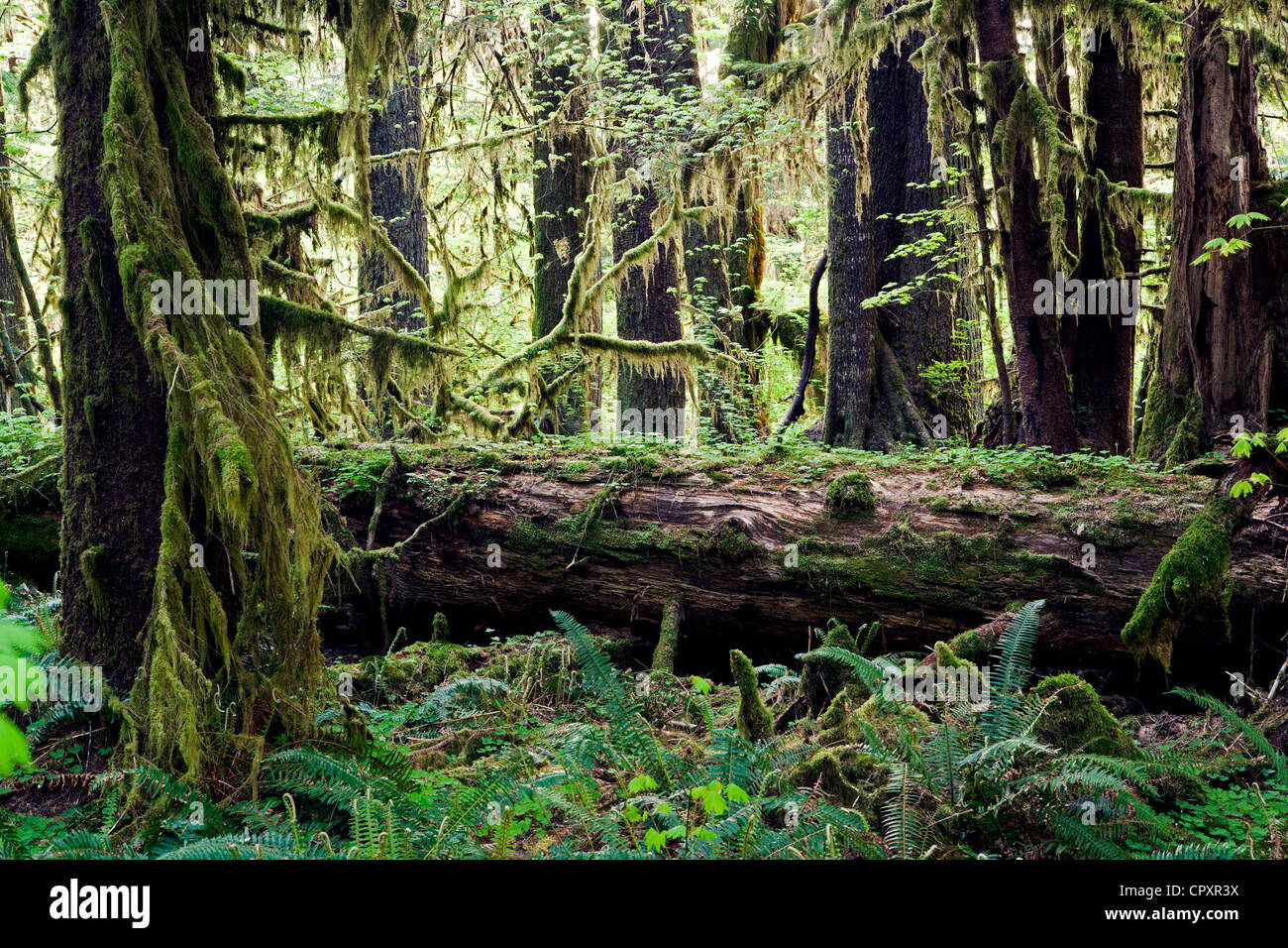 Hoh Rainforest Olympic National Park, near Forks, Washington, USA