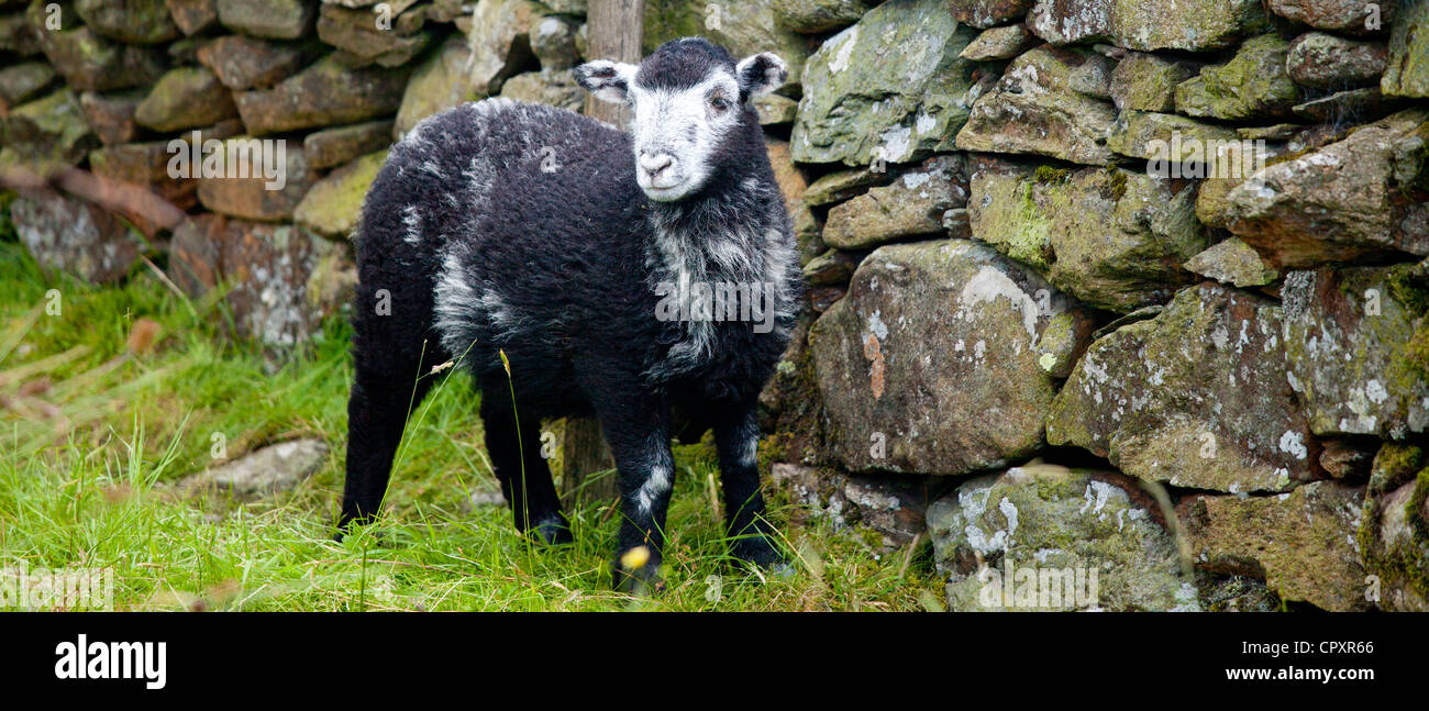 Traditional Herdwick sheep by drystone wall at Langdale in the Lake District National Park, Cumbria, UK Stock Photo